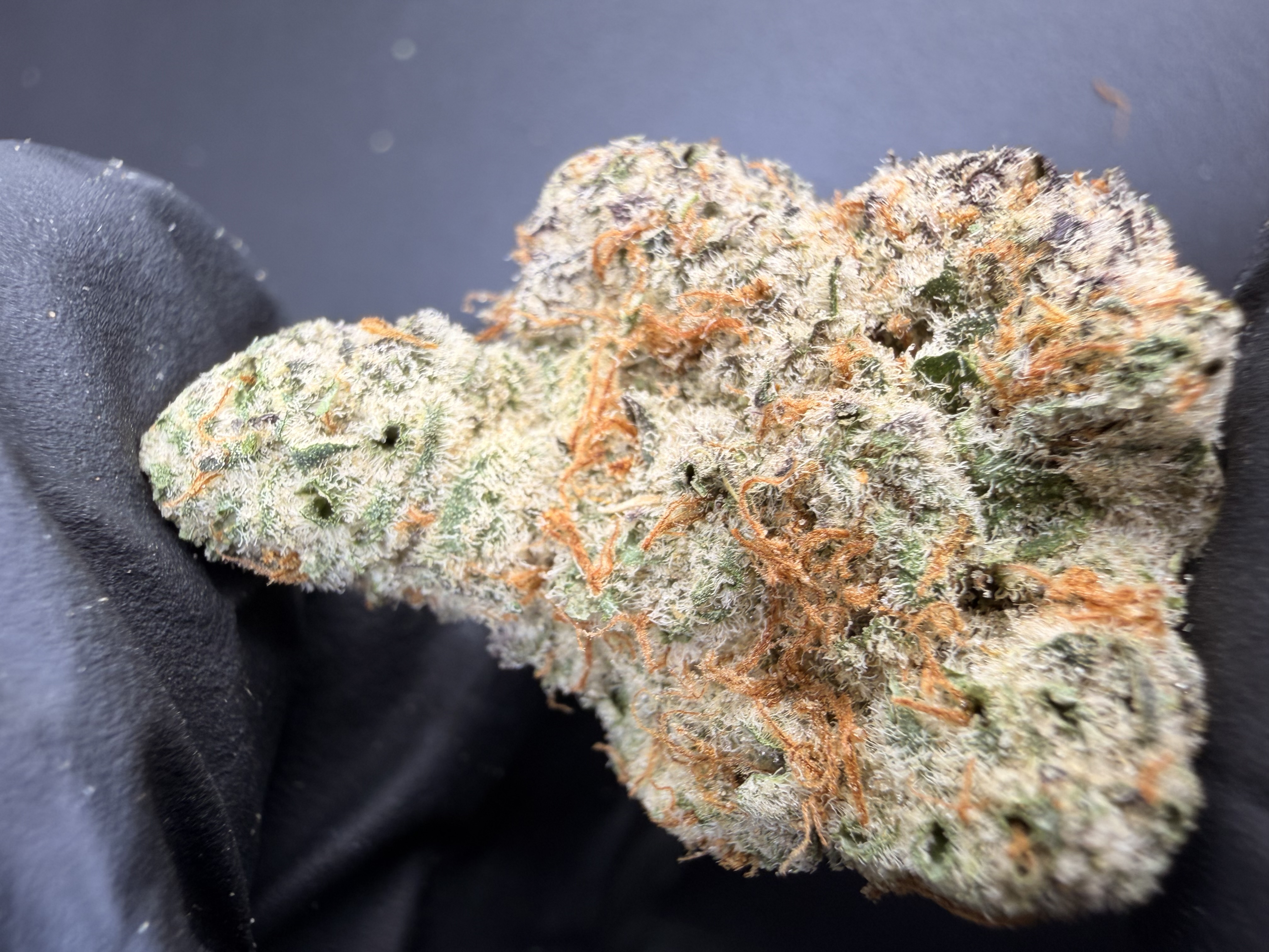 Garlic Punch — MoonPunch × Garlic Cookies | Living-Soil THCa Flower