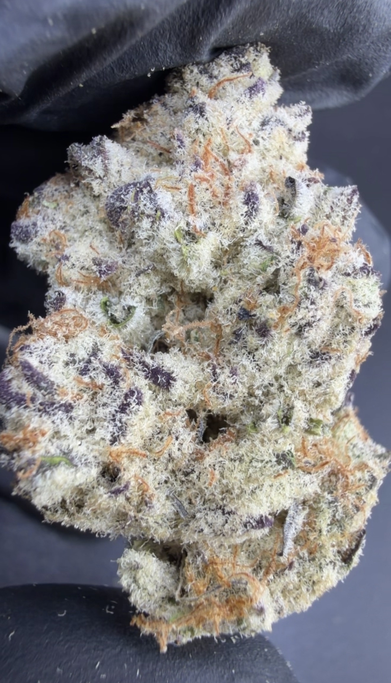Trop Berry Trufflez — Living-Soil THCa Flower