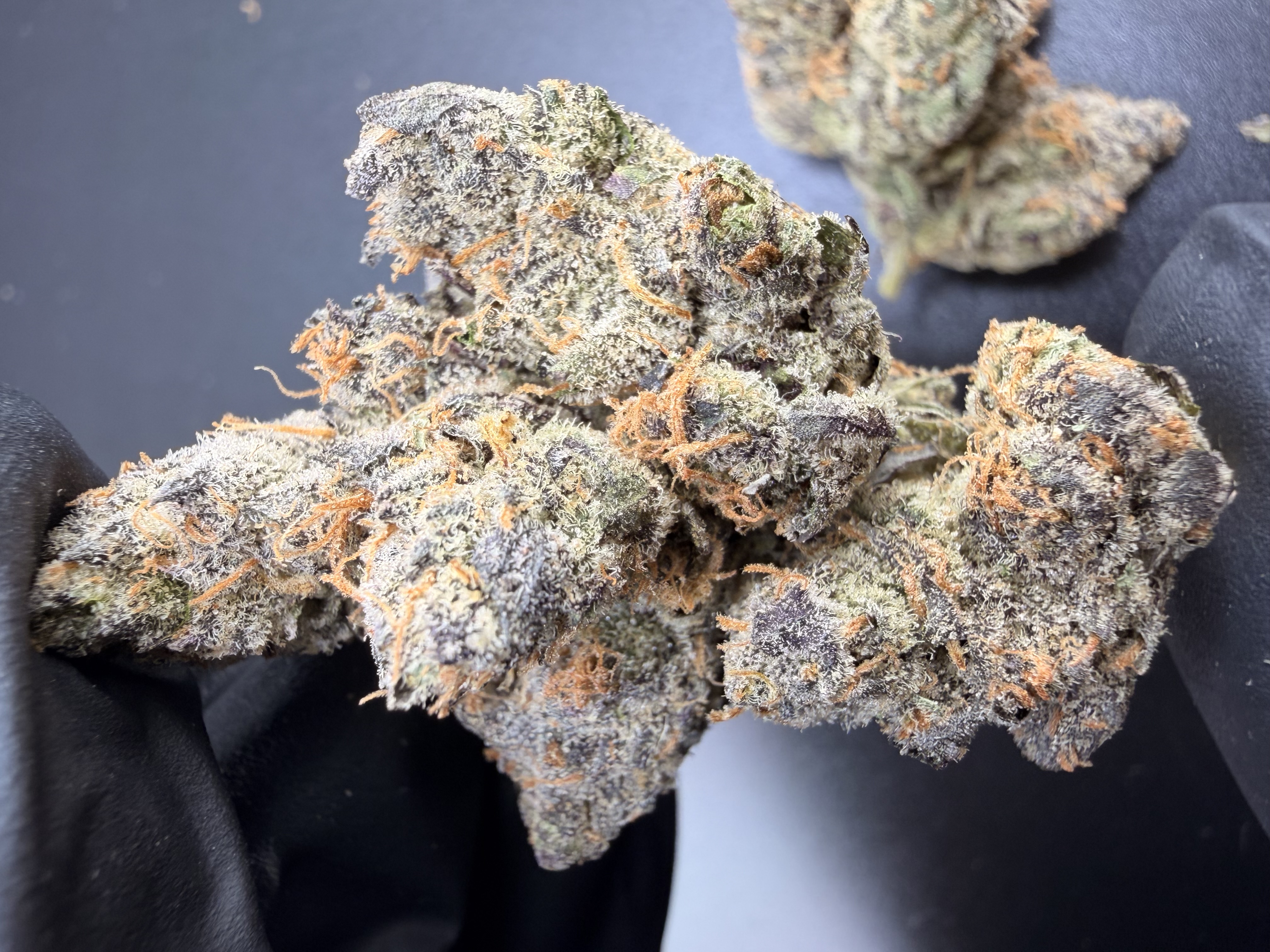 Super Toad — Toad Venom × SuperBoof | Living-Soil THCa Flower
