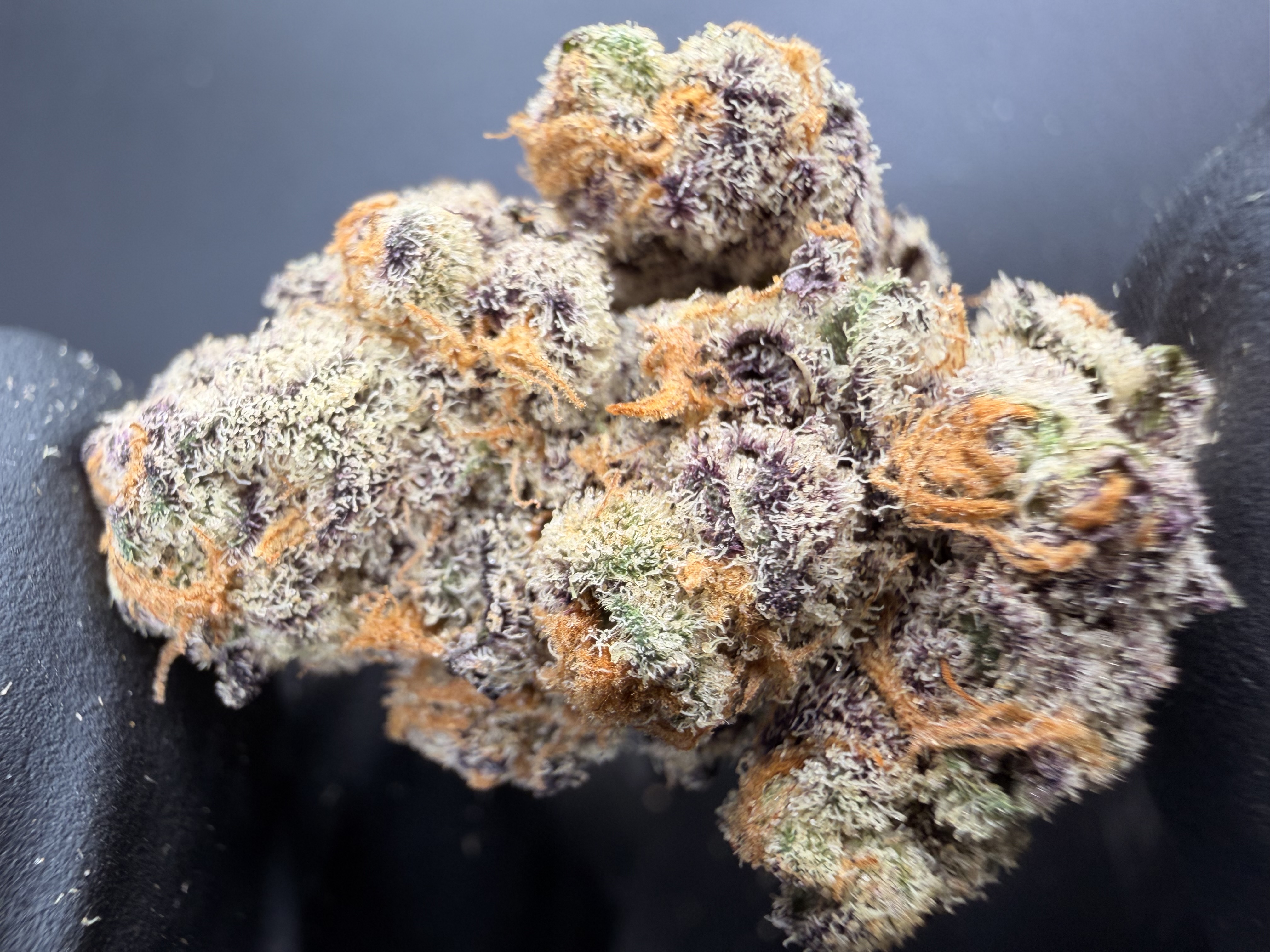 Zglittlez — Zkittlez × Glitter Bomb | Living-Soil THCa Flower