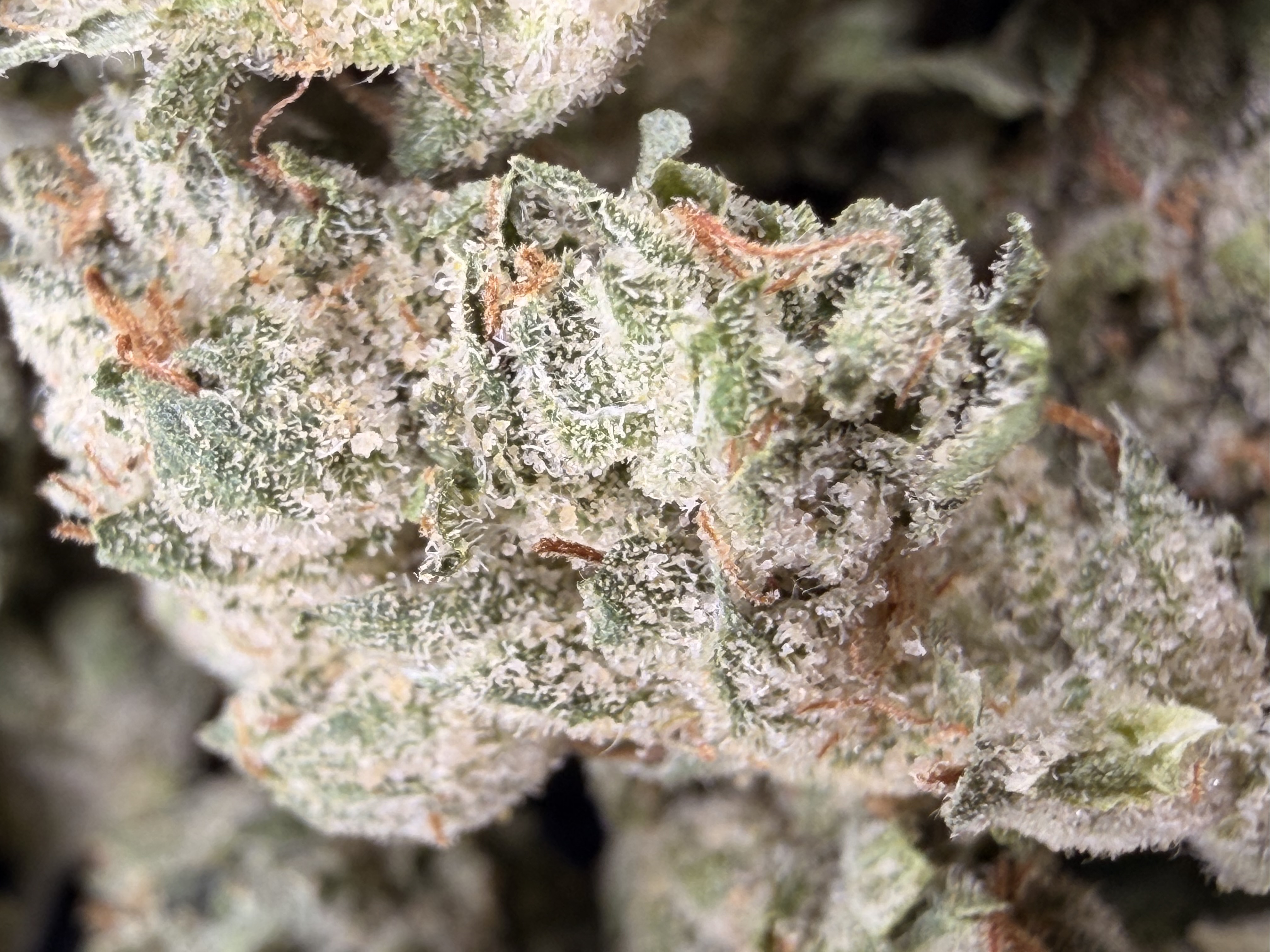 Cream Smalls — Living-Soil THCa Flower
