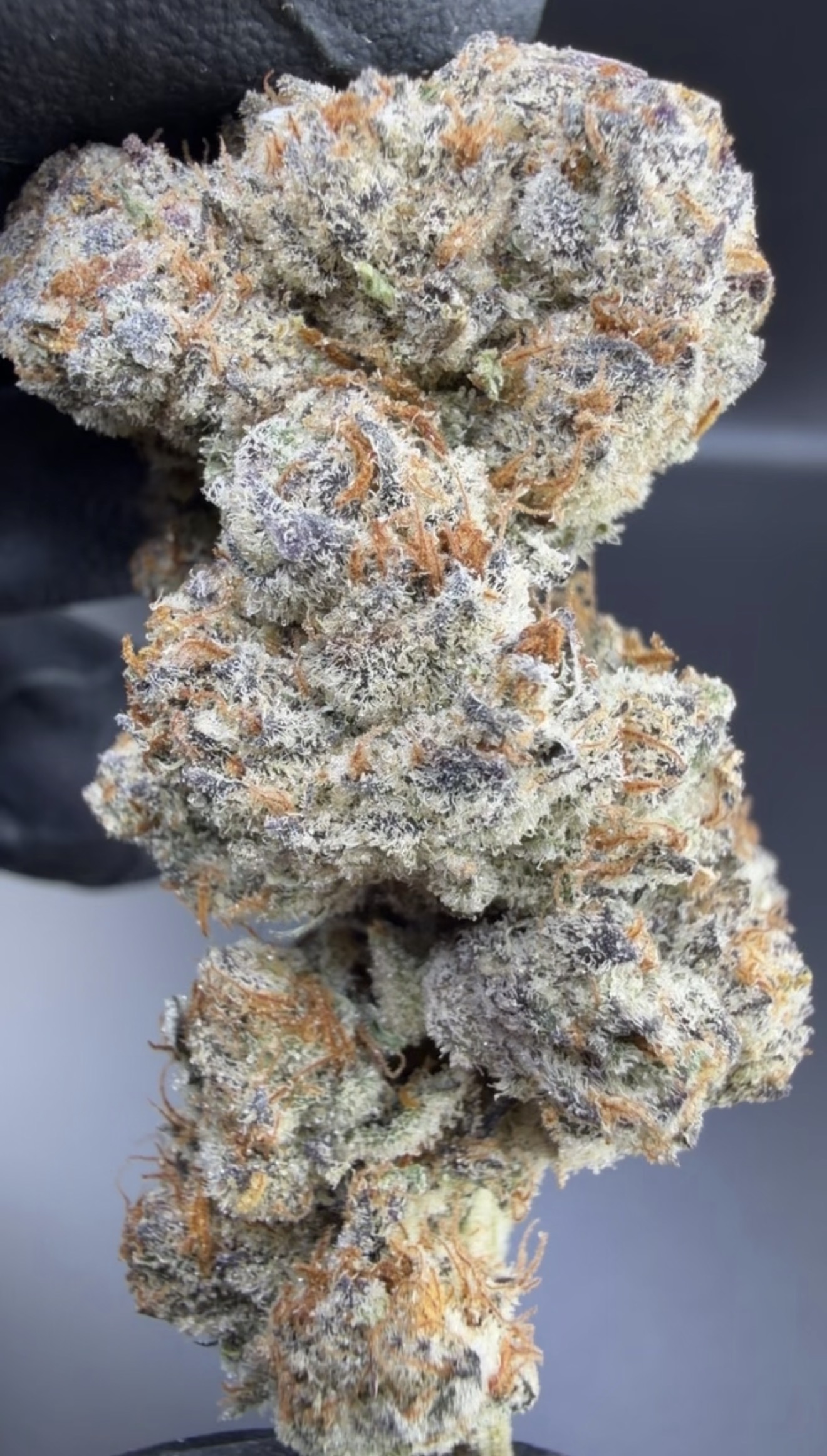 Cherry Punch Pie — Living Soil Exotic THCa Flower