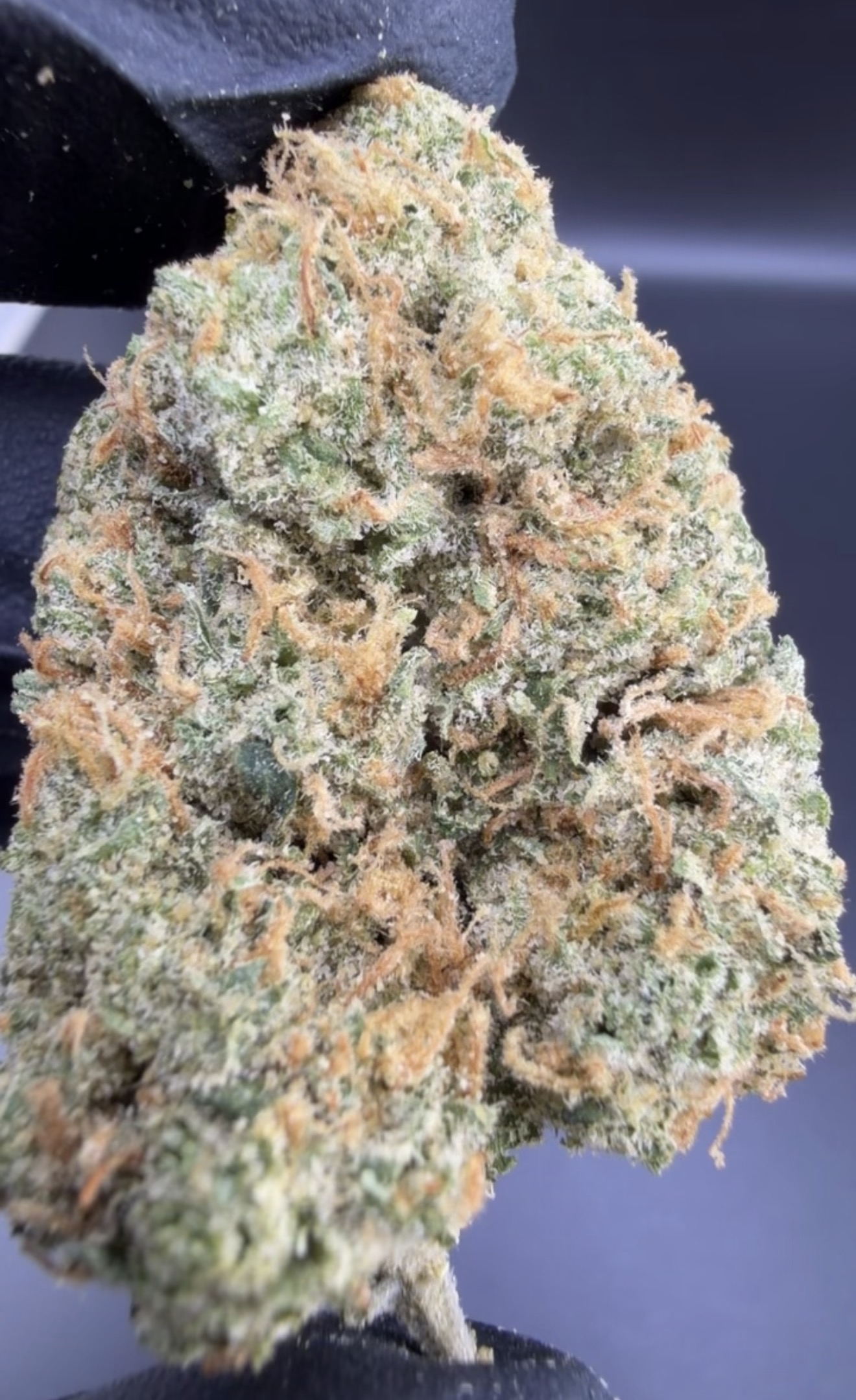 Las Vegas Lemon Skunk x Durban — Living Soil Exotic THCa Flower