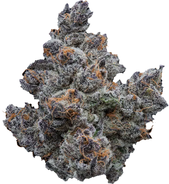 Focus F5 — Living Soil Exotic THCa Flower
